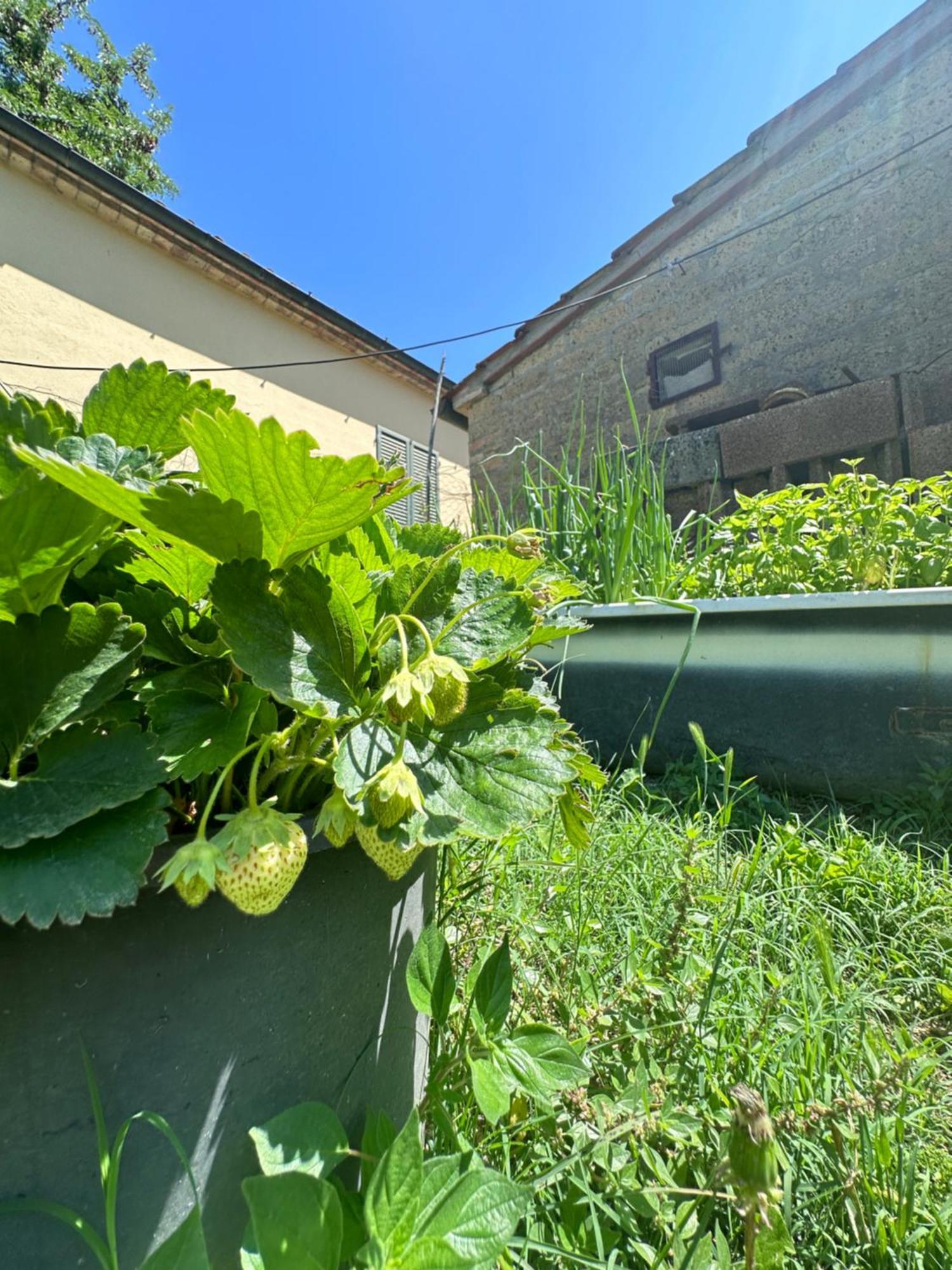 Agriturismo San Biagio Villa มอนติปุลเชียโน ภายนอก รูปภาพ